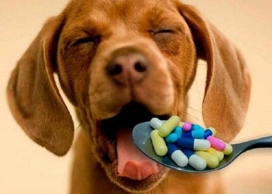 Cẩn trọng trong cách tẩy giun cho chó tránh cho chó uống quá nhiều thuốc tẩy giun