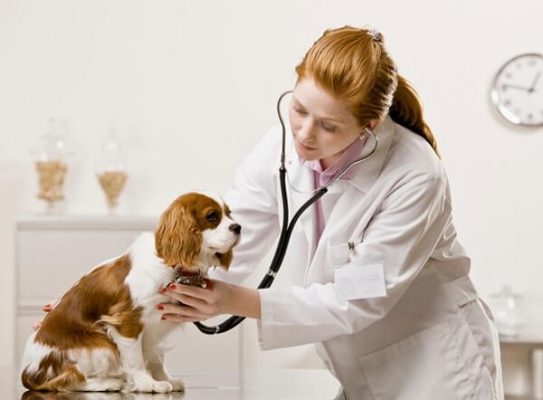 Đưa chó đến phòng khám thú y