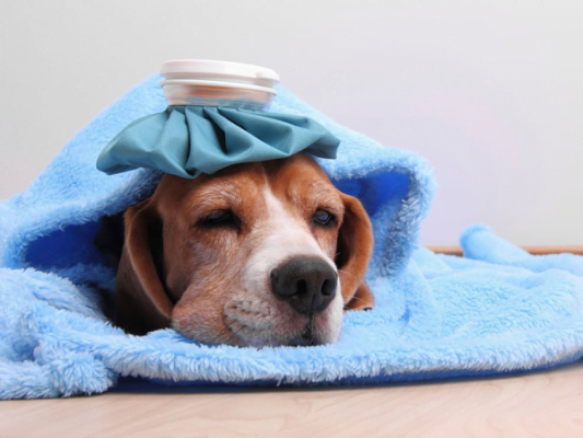Hãy luôn giữ ấm nếu chó bị chảy nước mũi xanh do bị cảm nhé