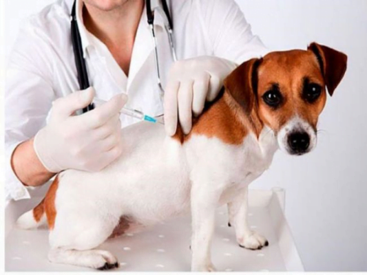 Hãy mang chó đến bác sĩ thú y để có cách điều trị khoa học
