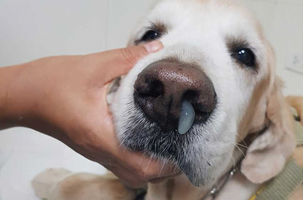 Chó bị chảy nước mũi xanh có nguy hiểm không?