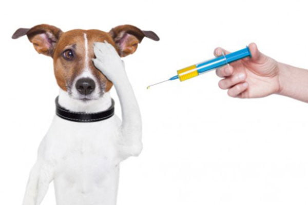 Tiêm vacxin phòng bệnh cho chó
