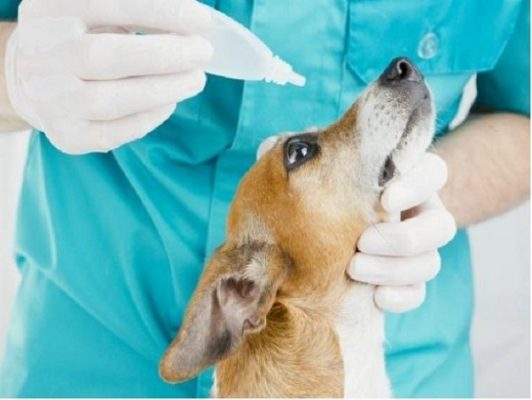 Đưa chó đến bác sĩ thú y để khám nếu tình trạng của chó nghiêm trọng
