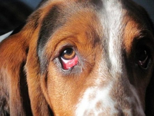 Chó bị đỏ mắt là bệnh gì?