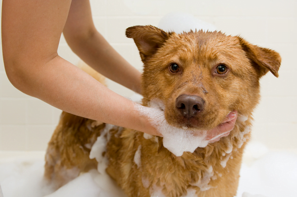 Tắm thường xuyên để hạn chế tình trạng chó bị nổi mụn mủ ở bụng