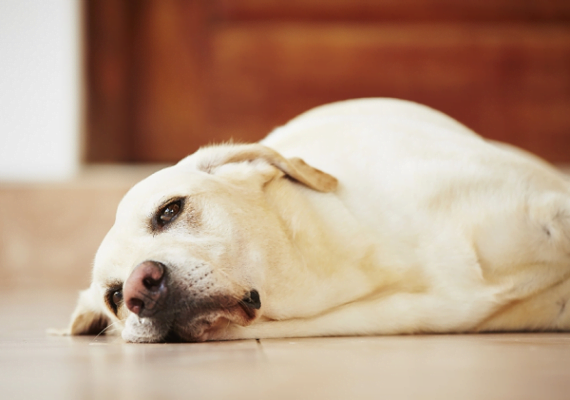 Chó bị nổi mụn mủ ở bụng sẽ làm cho cơ thể mệt mỏi