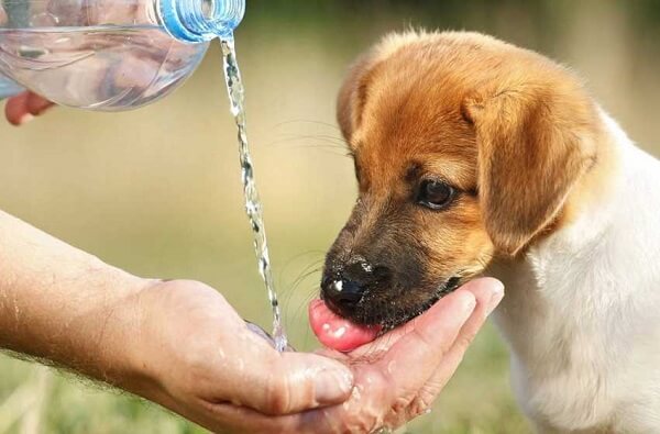 Cấp nước cho chó giúp tránh trường hợp chó bị tiêu chảy
