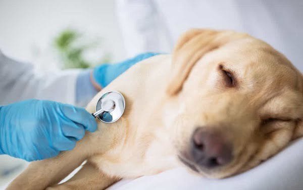 Đưa chó cưng đến gặp bác sĩ thú y để có cách điều trị phù hợp