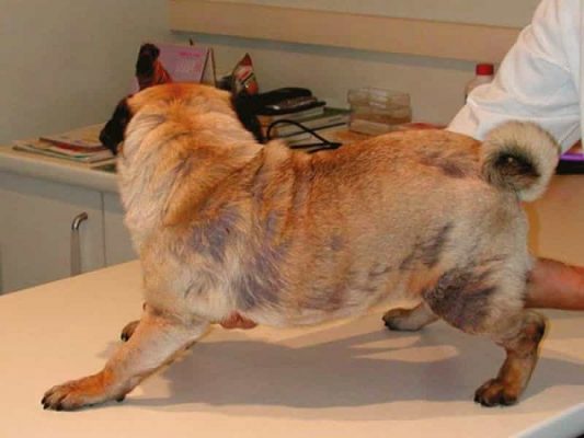 Chó bị viêm da Demodex là bệnh gì?
