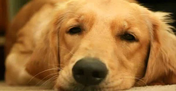 Chó bí ống đái không thể loại bỏ các chất thải và gây nên viêm đường tiết niệu