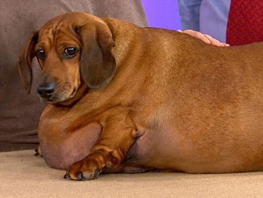 Chó bị chó bị viêm đường tiết niệu có thể do béo phì ít vận động