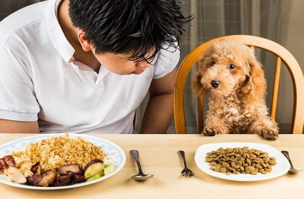 Sử dụng quá nhiều thức ăn chứa khoáng có thể gây bệnh viêm đường tiết niệu ở chó