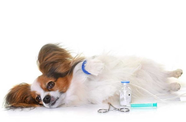 Chó bị viêm phổi có nguy hiểm không phụ thuộc phần lớn vào cách điều trị