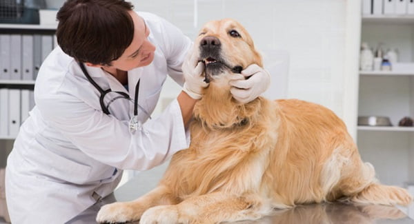 Kiểm tra sức khỏe thường xuyên để giảm thiểu bệnh viêm phổi cho chó