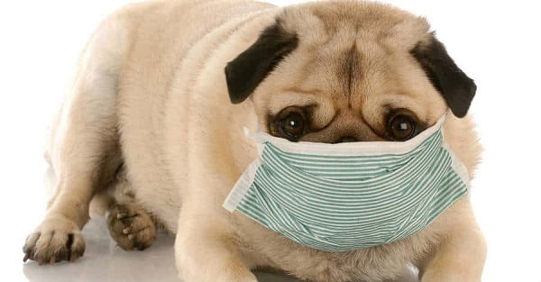 Chó bị viêm phổi do sặc thức ăn
