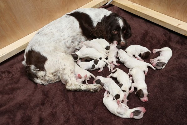 Ổ đẻ nên có kích thước đủ lớn cho chó mẹ và đàn chó con trong 3 – 4 tuần đầu tiên sau khi sinh