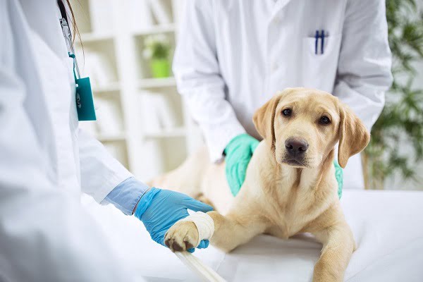 Để đảm bảo rằng bào thai phát triển tốt và không gặp phải vấn đề gì, bạn cần mang chó đến cơ sở thú ý, để được bác sĩ chuyên môn thăm khám chính xác.