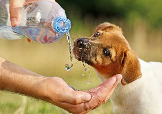 Cung cấp nước cho chó con 1 tháng tuổi bị tiêu chảy