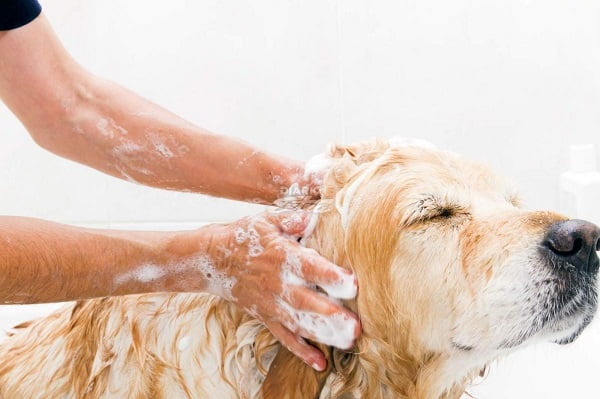Tắm cho chó con bằng cách dùng tay gãi nhẹ trên cơ thể chó để loại hết bụi bẩn