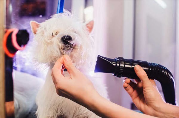 những chú chó có bộ lông dày, không thể khô tự nhiên thì bạn có thể dùng máy sấy với chế độ quạt mát