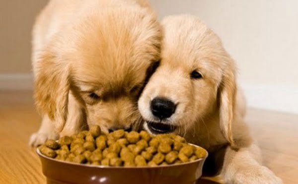 Chó ăn đồ ăn ôi thiu là nguyên nhân khiến chó đi ngoài ra máu