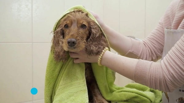 Dùng khăn bông lớn, để lau khô cho chó ngay khi bế chúng ra khỏi bồn tắm