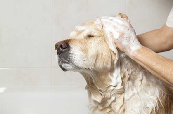 Lựa chọn xà phòng tắm hay dầu gội dịu nhẹ, ít gây kích ứng khi cho chó mang thai