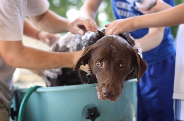 sử dụng tấm chống trượt giúp cố định tư thế khi chó mẹ đang tắm