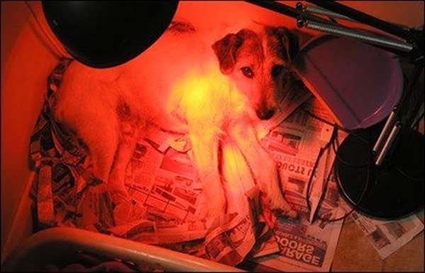 Trang bị đệm và đèn sưởi cho chó chữa bệnh