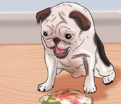 Bệnh Parvo ở chó khiến chó mệt mỏi bỏ ăn