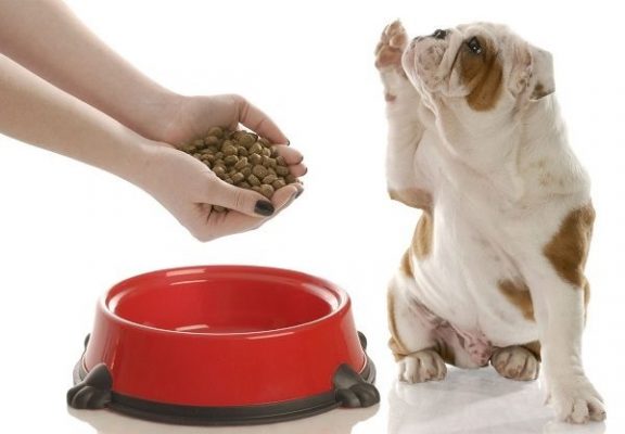 Chó ốm bỏ ăn là dấu hiệu của bệnh gì?