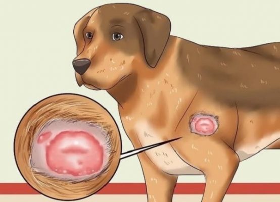 Tắm nhiều quá cho chó cũng có thể khiến chó bị nấm da