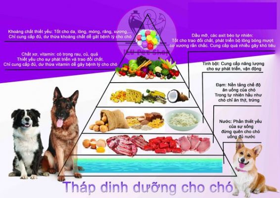 Tốt nhất bạn nên tham khảo tháp dinh dưỡng dành cho chó để điều chỉnh chế độ ăn phù hợp cho chó