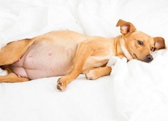 Khi có dấu hiệu sảy thai, nếu phát hiện sớm thì bạn nên đưa cún đến bác sỹ thú y