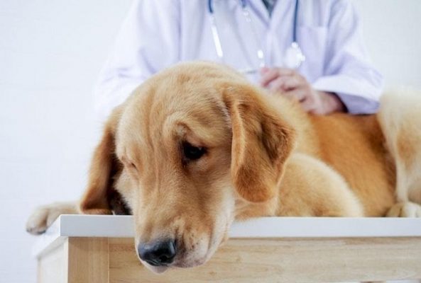 Tìm hiểu nguyên nhân sót rau sau sinh của chó mẹ