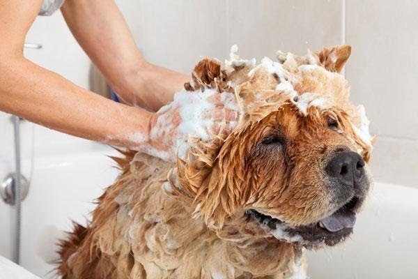 Lựa chọn được dòng sữa tắm phù hợp sẽ kích thích mọc lông chó hiệu quả