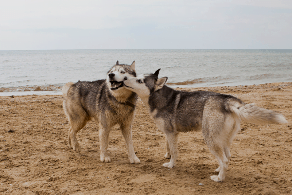 Chó cái thường thích tiếp xúc với chó đực khi đến thời kỳ động dục