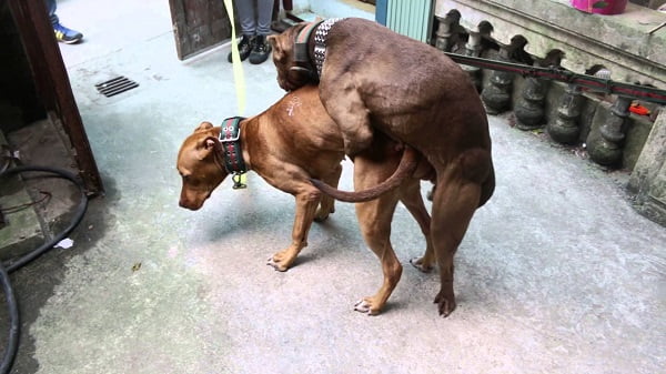 Chó đực sẽ nhảy chồm lên lưng chó cái trước khi dính nhau