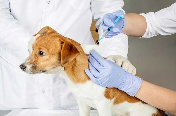 Điều trị giun tim ở chó bằng phương pháp tiêm