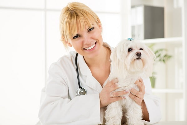 Gọi cho bác sĩ thú y trước khi thoa thuốc kháng sinh lên vết thương cho chó