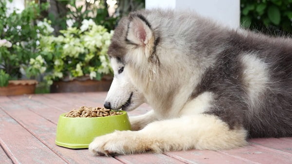 Chó bị rối loạn tiêu hóa do ăn thức ăn ôi thiu