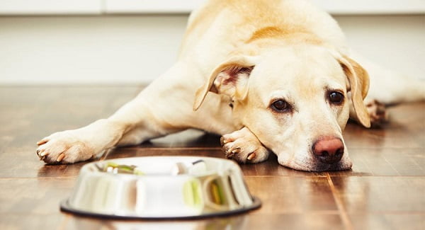 Rối loạn tiêu hóa ở chó có thể do nhiều nguyên nhân