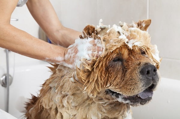 Chó rụng lông do sử dụng loại sữa tắm không hợp