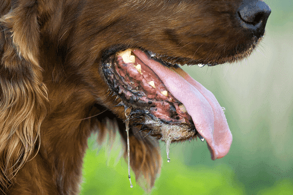 Không tiết được nước dãi là biểu hiện chó dại dễ nhận biết