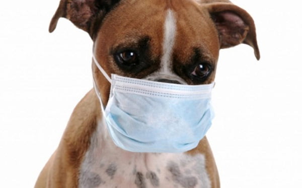 Bệnh ho cũi chó là bệnh nguy hiểm thường gặp ở chó