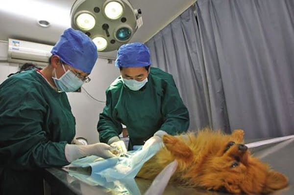 Mắt chó bị mờ đục do bệnh đục thủy tinh thể có thể được cải thiện nhờ phẫu thuật