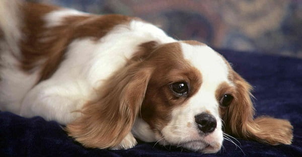 Xơ cứng hạt nhân là một trong những căn bệnh khiến mắt chó bị mờ đục