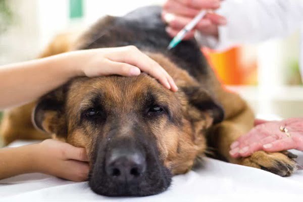  Hãy đưa chú chó của bạn đến cơ sở thú y để bác sĩ kiểm tra và điều trị kịp thời