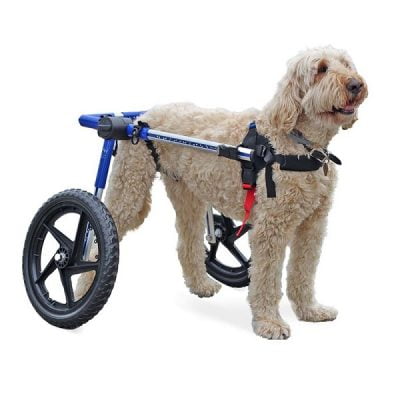 Sử dụng xe Curoa là một cách chữa chó bị liệt 2 chân sau