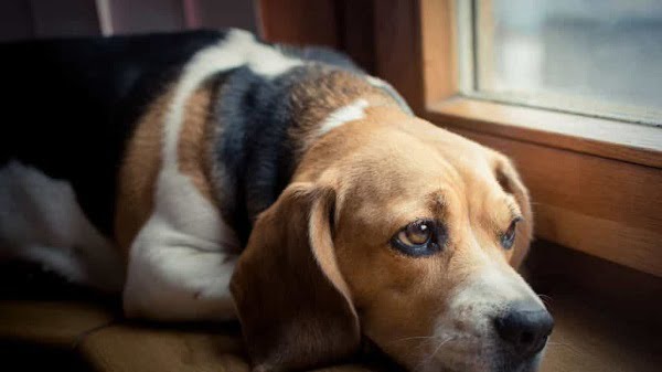 Chó có biểu hiện trầm cảm, bỏ ăn